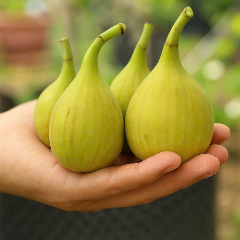 CÂY GIỐNG SUNG MỸ FLANDER