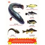 Sách: Từ Điển Tranh Về Các Con Vật - Bìa Cứng