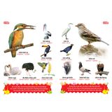 Sách: Từ Điển Tranh Về Các Con Vật - Bìa Mềm (Tái Bản)