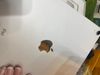 iPad Air 4 Wifi 64GB Silver (MYFN2ZA/A)