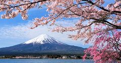  Khám phá lễ hội ngắm hoa anh đào Hanami ở Nhật Bản 2021 