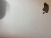 Apple Macbook Air M1 8-core CPU/8GB/512GB/8-core GPU/13.3