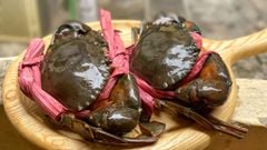  Cách phân biệt cua đực cua cái, cua Cà Mau thật giả đơn giản và chính xác 