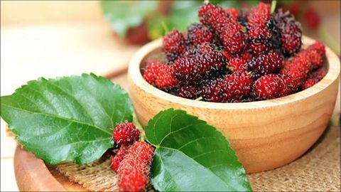 Cây dâu tằm có mấy loại? Dâu tằm có tác dụng gì? Cách chế biến và nơi mua