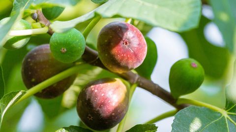 12 tác dụng của quả sung với sức khỏe và bà bầu, cách dùng và những lưu ý