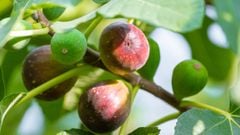  12 tác dụng của quả sung với sức khỏe và bà bầu, cách dùng và những lưu ý 