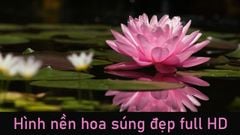  Ý nghĩa của hoa Súng | 100+ hình nền, ảnh hoa súng đẹp full HD 
