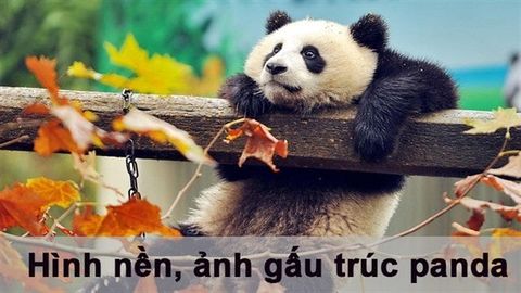 100+ Hình nền, ảnh gấu trúc panda dễ thương cho máy tính, điện thoại