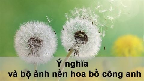 Ý nghĩa hoa bồ công anh | 100+ hình nền, ảnh bồ công anh cho máy tính