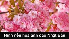  100+ Hình nền, background hoa anh đào Nhật Bản cho máy tính điện thoại 