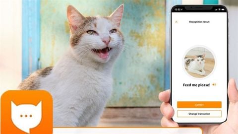 Meow Talk: Trải nghiệm ứng dụng dịch tiếng mèo kêu thành ngôn ngữ con người