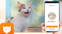  Meow Talk: Trải nghiệm ứng dụng dịch tiếng mèo kêu thành ngôn ngữ con người 