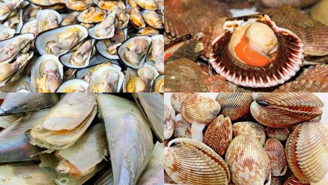 Tổng hợp danh sách tên các loại sò ngon, phổ biến tại Việt Nam