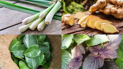 Các loại lá xông hơi giải cảm an toàn, hiệu quả tại nhà