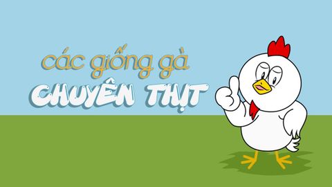 Tổng hợp các giống gà chuyên thịt phổ biến ở Việt Nam