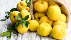  Quả mộc qua - Quince là quả gì? Mộc qua có tác dụng gì? Cách ăn và nơi mua 