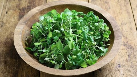 Xà lách xoong - rau cải xoong Nhật là gì? 7 tác dụng của rau cải xoong