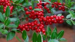  Quả nam việt quất, cranberry là gì? Tác dụng của nam việt quất và nơi mua 