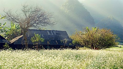 Top 15 địa điểm du lịch Mộc Châu Sơn La đẹp quên lối về