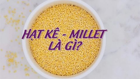 Millet - Hạt kê là gì? Hạt kê có tác dụng gì? Cách nấu hạt kê và nơi mua