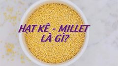  Millet - Hạt kê là gì? Hạt kê có tác dụng gì? Cách nấu hạt kê và nơi mua 