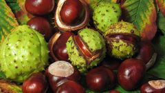  Quả khô nẻ là gì? Các loại quả khô nẻ và khác gì với quả khô không nẻ 