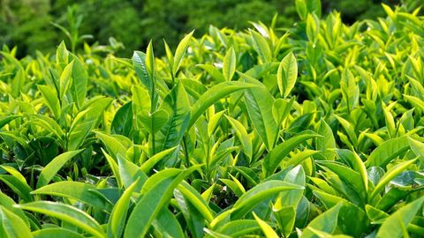 Trà xanh là gì? Trà xanh có tác dụng gì, các lưu ý khi dùng và nơi mua