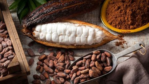 Hạt ca cao có tác dụng gì? Nguồn gốc từ đâu? Cách dùng và nơi mua