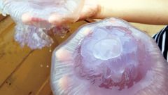  Cách bảo quản sứa biển được lâu và cách bảo quản sứa ăn liền 
