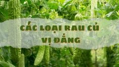  Tổng hợp các loại rau củ vị đắng mang lại lợi ích cực tốt cho sức khoẻ 