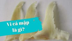  Vi cá mập là gì, giá bao nhiêu? Cách chế biến vi cá mập 