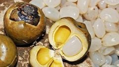  Hạt đác tươi và rim để được bao lâu? Cách bảo quản hạt đác tươi, hạt đã rim 