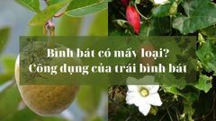  Bình bát có mấy loại? Công dụng của trái bình bát, cách ăn và nơi bán 