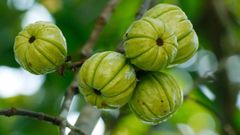  Quả bứa là quả gì? Tác dụng của quả bứa và cách dùng, nơi bán 