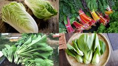  Tổng hợp các loại rau cải phổ biến giúp hội chị em đảm đang tự tin vào bếp 