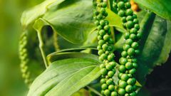  Cách bảo quản hạt tiêu xanh khô và đã xay đơn giản và dùng được lâu 