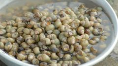  Ốc gạo là gì, ốc gạo sống ở đâu? Phân biệt ốc gạo và ốc đắng như thế nào? 