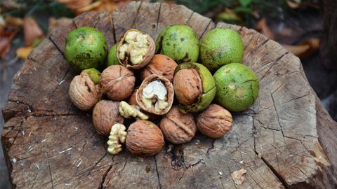 Quả óc chó là gì? Ăn sống được không? Cách dùng, nơi mua quả óc chó uy tín