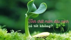 Tinh chất mầm đậu nành có tốt không? Cách làm bột tinh chất mầm đậu nành 