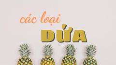  Tổng hợp các loại giống dứa phổ biến trên thế giới, bạn đã biết chưa? 