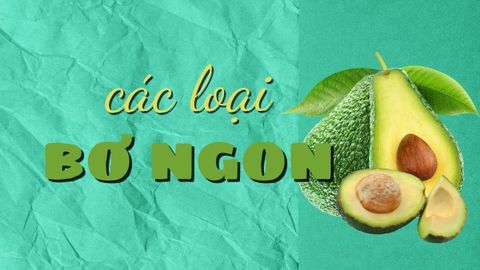 Tổng hợp tên các loại bơ ngon và phổ biến nhất Việt Nam