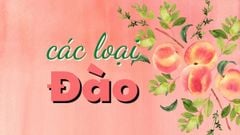  Tổng hợp các loại, các giống đào ăn quả phổ biến ở Việt Nam 