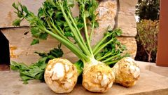  Củ cần tây có tác dụng gì? Củ cần tây mua ở đâu? Gợi ý nấu củ cần tây ngon 