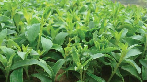 Cây cỏ ngọt là cây gì? Cây cỏ ngọt có tác dụng gì và nơi mua cây cỏ ngọt