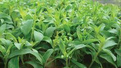  Cây cỏ ngọt là cây gì? Cây cỏ ngọt có tác dụng gì và nơi mua cây cỏ ngọt 