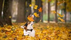  Thích làm 'con sen' mà không có điều kiện, thôi thì tải hình nền 'boss' về ngắm cho đỡ chán nhé 