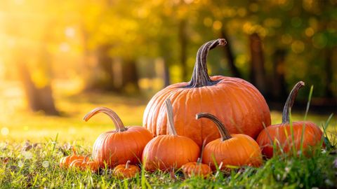 Bí đỏ có tác dụng gì? Tổng hợp 13 tác dụng của bí đỏ với sức khỏe