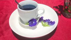  3 Cách pha trà hoa đậu biếc thơm ngon, thanh mát cơ thể cực đẹp mắt 