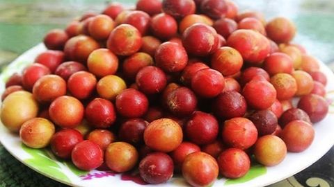 Trái Da Đá Ninh Thuận là trái gì, mua ở đâu và cách bảo quản
