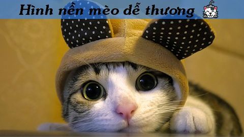 100+ hình ảnh mèo siêu dễ thương, siêu đáng yêu